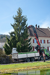 Baum fällen mit Kran