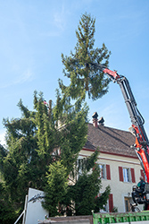 Baum fällen mit Kran