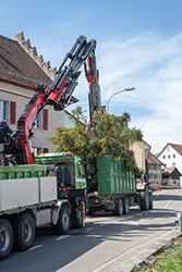 Baum fällen mit Kran